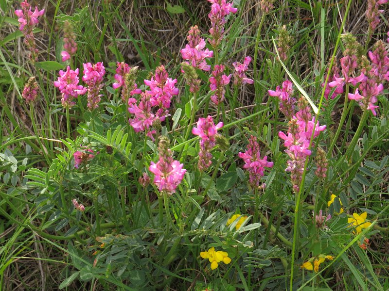 (45) Sainfoin.JPG